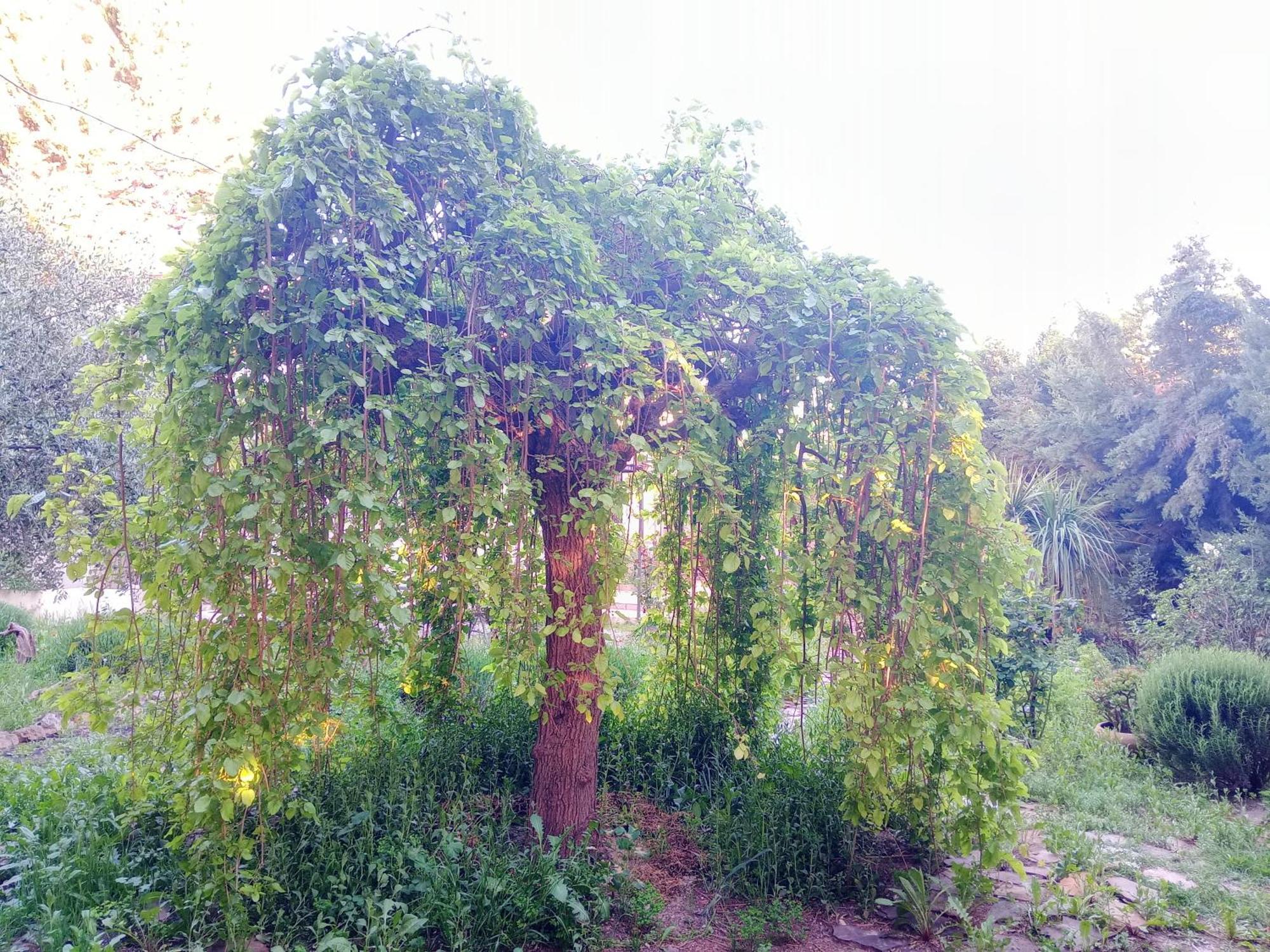 Casa Con Jardin Y Aparcamiento En Viznar, Junto A Granadaヴィラ エクステリア 写真